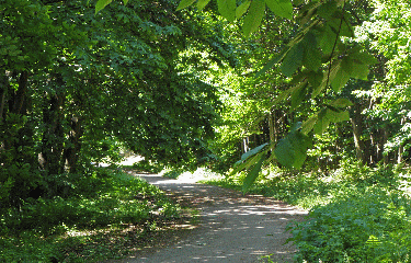 FORET DE MONTMORENCY (2)-val-d-oise