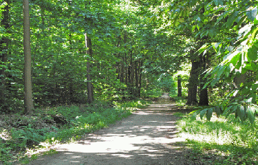 FORET DE MONTMORENCY (2)-val-d-oise