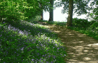 FORET HAUTIL-val-d-oise