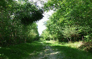 FORET DE MONTMORENCY (3)-val-d-oise