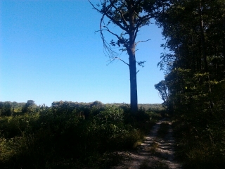 ST LEU LA FORET-val-d-oise