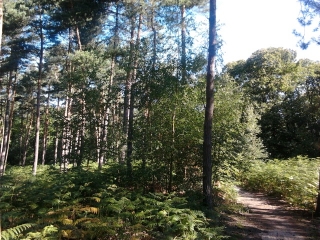 ETANG MARIE-val-d-oise