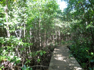 ANSE DE BELLEY - POINTE DU HELLEUX-guadeloupe