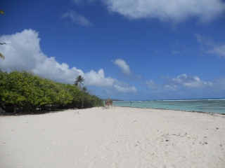 ANSE DE BELLEY - POINTE DU HELLEUX-guadeloupe