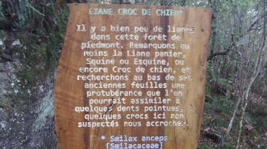 ROCHE MERVEILLEUSE-la-reunion