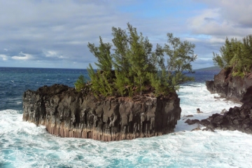 FORET DE BOIS BLANC-la-reunion