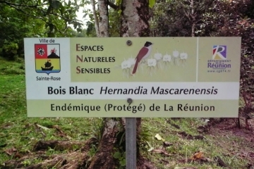 FORET DE BOIS BLANC-la-reunion