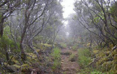 GRR1 - TOUR DU PITON DES NEIGES-la-reunion
