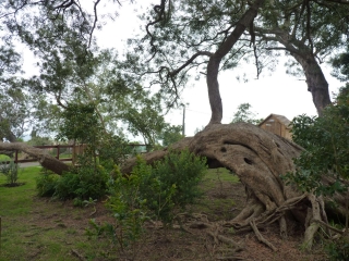 FORET DE TAMARINS DE LA RAVINE BLANCHE - PARCOURS SANTE - PARCOURS BOTANIQUE-la-reunion