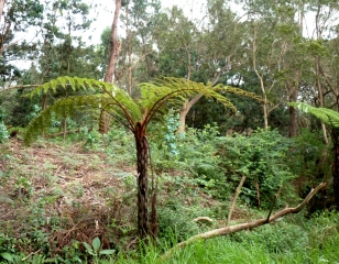 FORET DE TAMARINS DE LA RAVINE BLANCHE - PARCOURS SANTE - PARCOURS BOTANIQUE-la-reunion