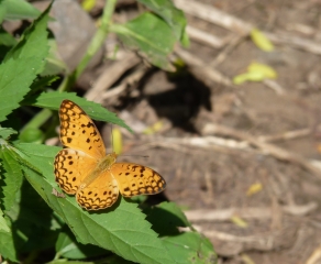 ENTRE-DEUX - BRAS DE CILAOS PAR L ILET ROLLAND-la-reunion