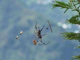 SAINT-LOUIS - FENETRE DES MAKES - PITON CABRI - BRAS PATATES-la-reunion