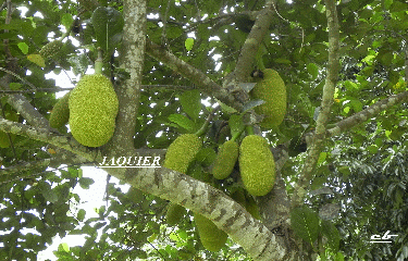 TOUR DE LA PENINSULE DE BOUENI-mayotte